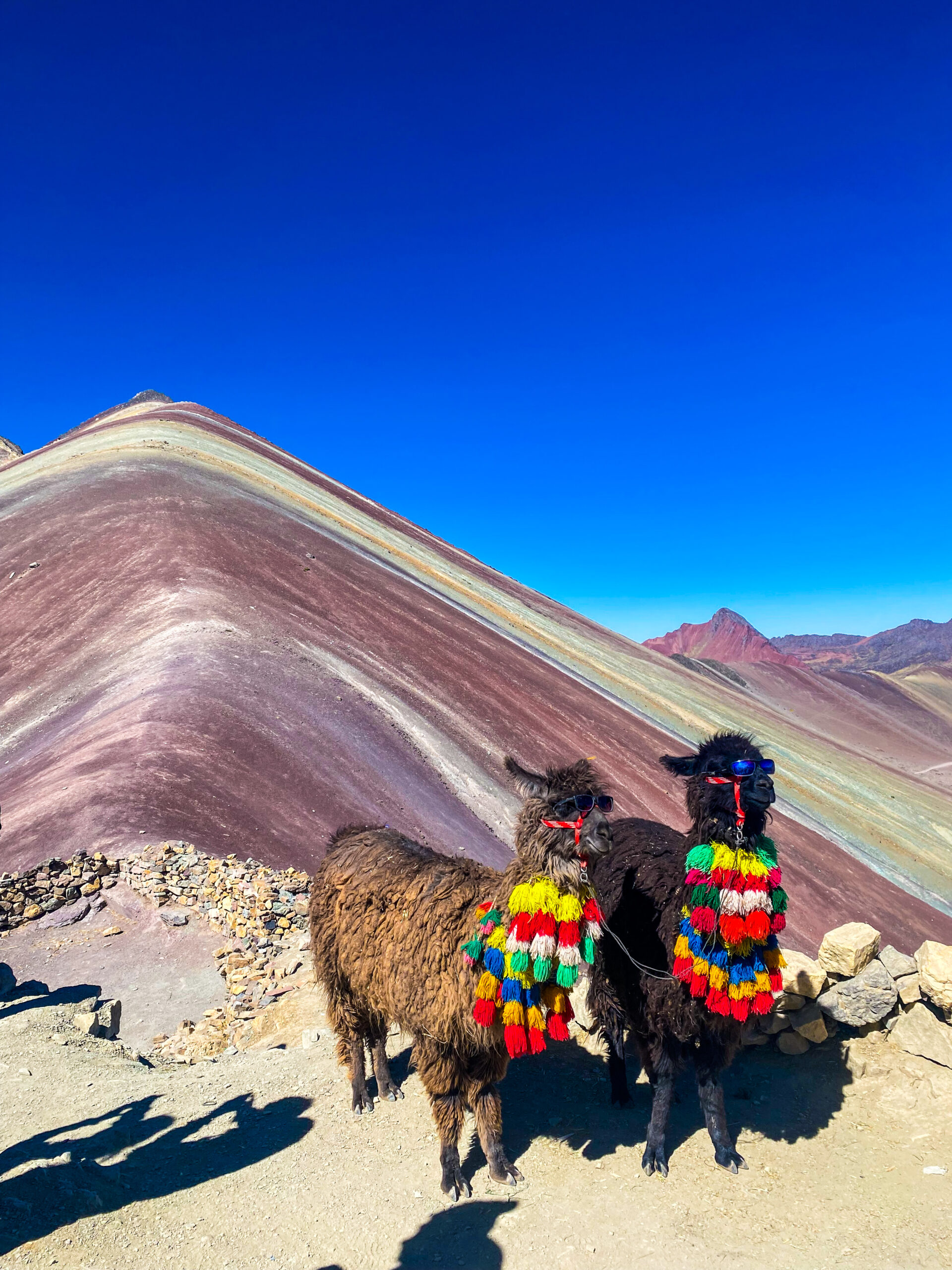 Lama colorate davanti alla Montagna Arcobaleno in Perù