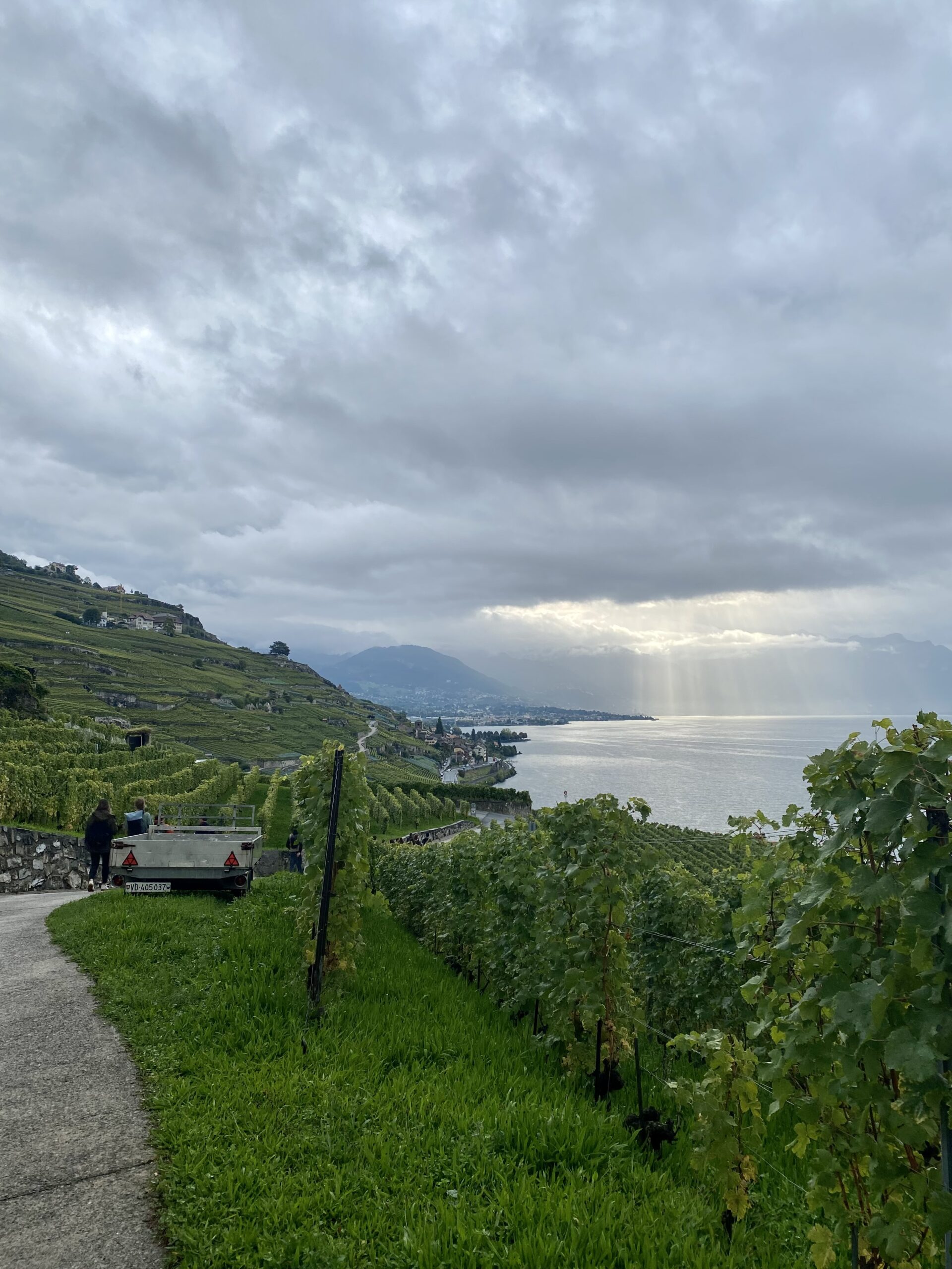 Sentiero nei vigneti terrazzati del Lavaux con vista sul Lago Lemano e raggi di sole