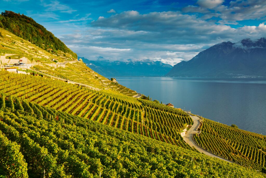 Vigneti terrazzati del Lavaux baciati dal sole autunnale con vista sul Lago Lemano e sulle Alpi