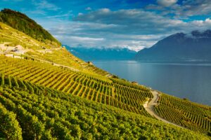 Vigneti terrazzati del Lavaux baciati dal sole autunnale con vista sul Lago Lemano e sulle Alpi